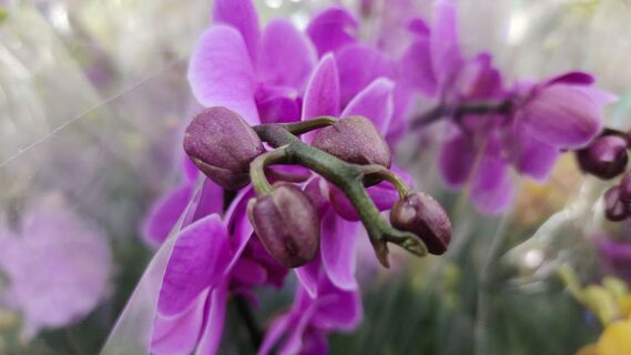 В феврале для орхидеи - полезнее всего: 2 ложки на литр - и цветоносы выпрыгивают наперегонки, один ярче другого 