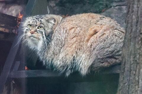 Романтика в Ленинградском зоопарке: Манулы Шу и Пепе встретились