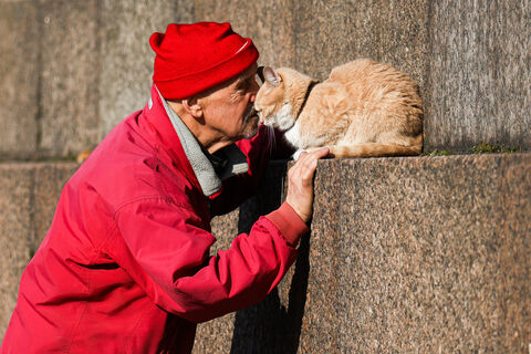 Почему Санкт-Петербург называют "котокультурной столицей России" - кошек здесь не меньше, чем в Турции: есть причины