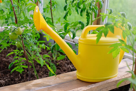 Полив томатов под корень - прямой путь к потере урожая и гибели растений: почему так нельзя делать