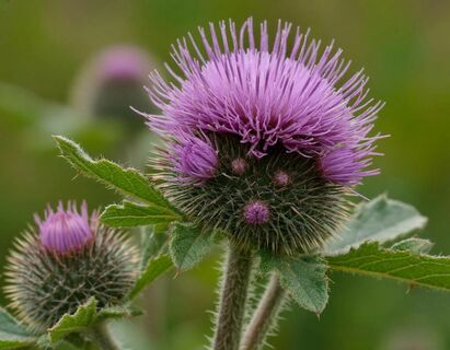 Медведь-трава: скрытый потенциал популярного сорняка — без него сложно обойтись в огороде