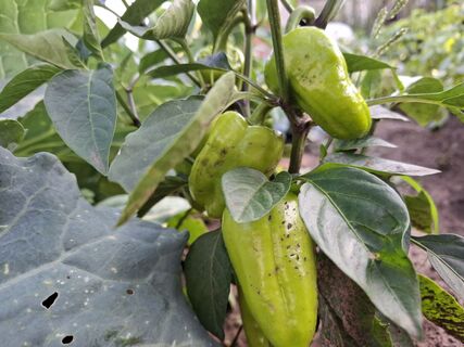 Не сорта, а передовики производства: собираю с 1 кв. метра по 20 кг перцев - урожай созревает даже в Сибири, холод - не помеха