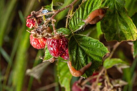 Скорлупу от яиц на грядках не рассыпаю: 1 флакон на 10 л - слизней и улиток как ветром сдуло