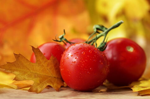 Не томаты, а настоящие роботы: Валят урожаем без перерыва до холодов - 3 классных сорта