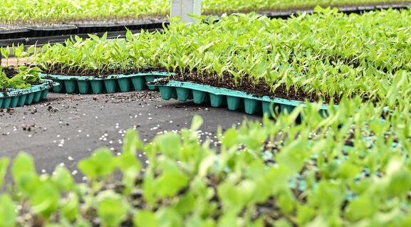 Не подкормка, а настоящий "коктейль бодрости" для рассады: Даже дохлые ростки "восстанут" и ринутся в рост