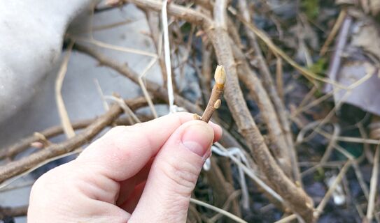 До распускания почек - обязательно: какой кухонный продукт повысит урожайность смородины в 5 раз - всего 1 горсть под куст 