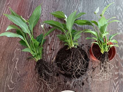 Для спатифиллума в марте - идеально: как понять, что женское счастье пора пересадить: 3 сигнала 