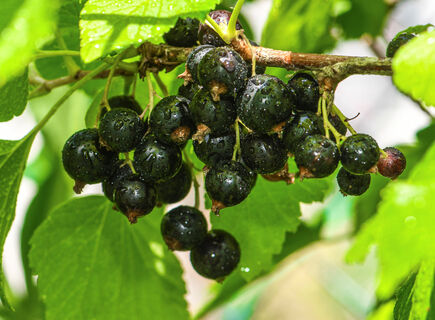 Сахарной смородины будет видимо-невидимо: 10 литров под куст — за ягодами листвы не разглядеть