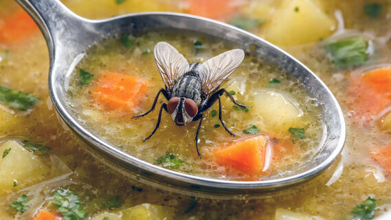 Муха в супе