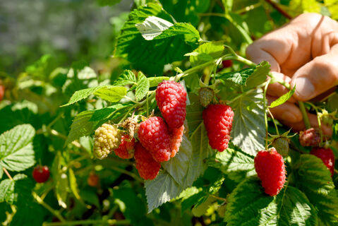 2 ст. ложки гранул в апреле - и малину не узнать: покажет рекордную урожайность, ягод будет больше, чем листьев