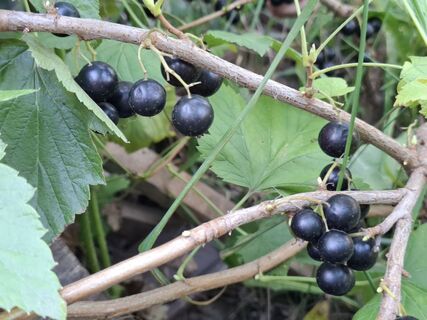 5 правил обработки кустов кипятком: сделайте в марте – и почки целы, и тля сбежала