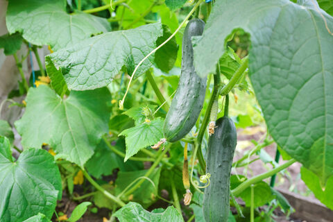 Из всех гибридов огурцов сажаю только 1: вяжет зеленцы как угорелый до самых морозов – от урожая спасу нет даже на Севере  