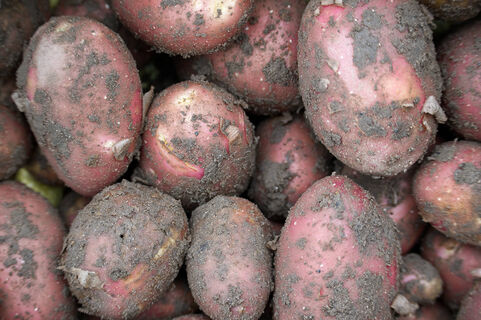 Не картофель, а герой сезона-2026: копаем по 15 клубней с 1 куста даже в холодное лето – лежкие, крупные, вкус 10 из 10 