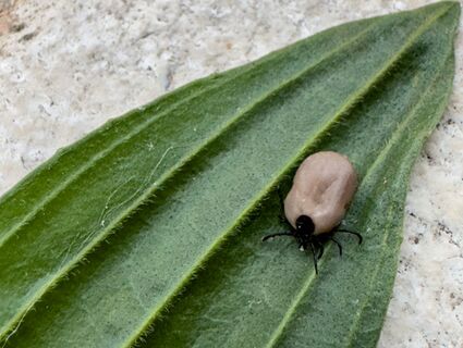 1 ложка на 1 стакан – и клещи убегут вприпрыжку на 1 км: надежная защита найдена – мощнее любых репеллентов