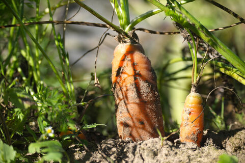 Подкармливать морковь солью – опасно: научное объяснение и безопасные альтернативы