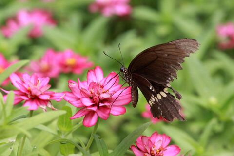 Городовой ру