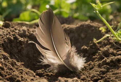 Бросаю горсть перьев в лунку огурцов: Для чего так делаю - совсем не для обогрева