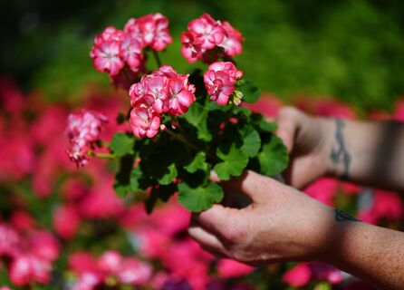 2 шт. в воду в апреле – и герань цветет как заводная: кущение мощное, листва сочная, яркие шапки лезут без остановки 