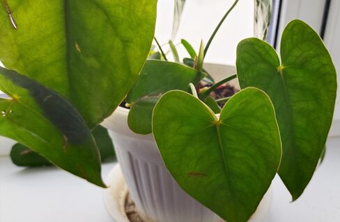 Вместо воды для антуриума - самое то: 200 мл под корень - и цветет круглый год без передышки 