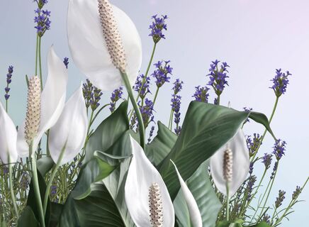 Трачу 20 рублей: Получаю классную подкормку для спатифиллума - белые паруса "стреляет" без устали