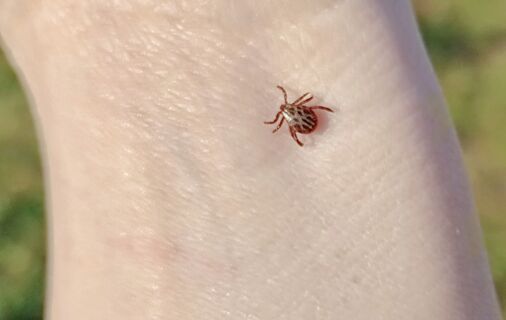 Как отличить энцефалитного клеща от обычного: в чем разница - биолог развеял известный миф 