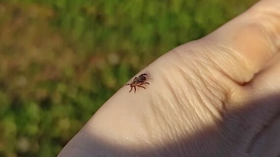 В марте и апреле от клещей - мощнее нет: 5 капель на одежду - и паразиты отползут на километр, эффект на весь день 