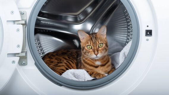 Нужно ли мыть кота
