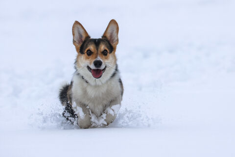 Собака зимой