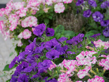 Рассада петуний вытянулась: Что делать дачнику, как ей помочь