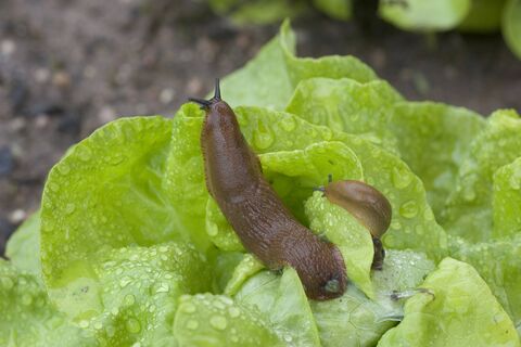 Слизней и белокрылку как ветром сдуло: 20 капель на 5 литров – и огород защищен от вредителей на год