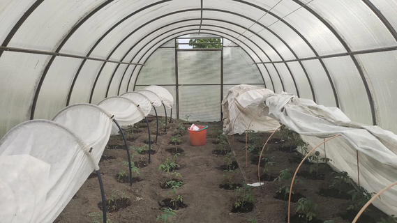 Дезинфекция теплицы в марте-апреле: делаю это до высадки рассады – и вредители не успевают проснуться