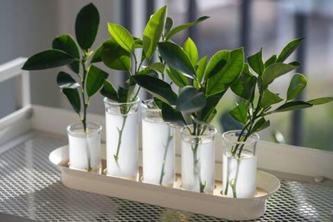 Не в булочки, а черенкам: 2 ингредиента с кухни - даже палка дает мощные корни, в воде не гниет