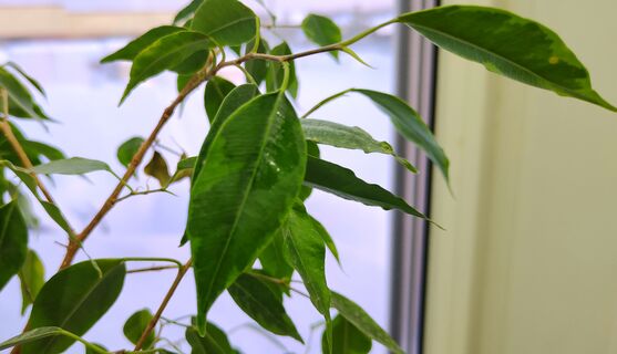 1 ложка под корень - и фикус Бенджамина пышнее усов тюленя: листья зеленеют на глазах 