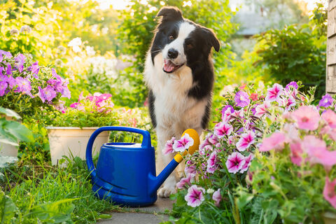 Вместо газона и однолетников - россыпь цветов-спартанцев: смотрятся эффектно, поливать раз в месяц