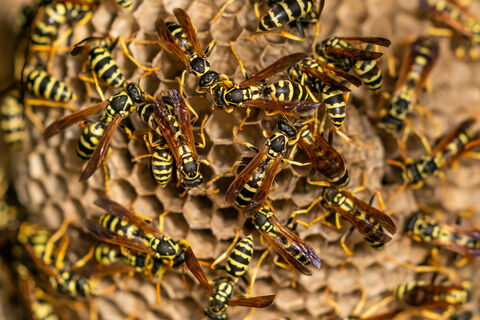 Гнездо здоровенных злых ос – вызвать спецов или вырезать самому? Вот как истребить колонию – и не получить укус