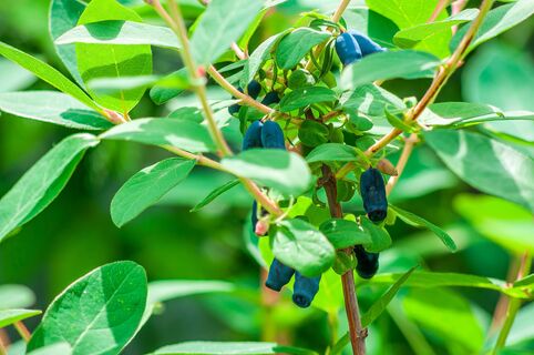 2 ст. ложки в воду - и жимолость дает урожай ведрами: ягоды будут крупными и сладкими, без горчинки