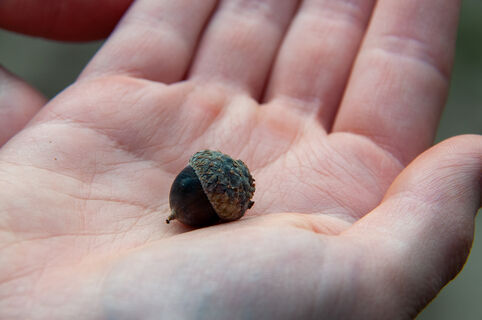 Дуб в Летнем саду, старые деревья