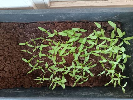 До пикировки - медвежья услуга: 2 ошибки садоводов вредят рассаде - растет чахлой и вялой