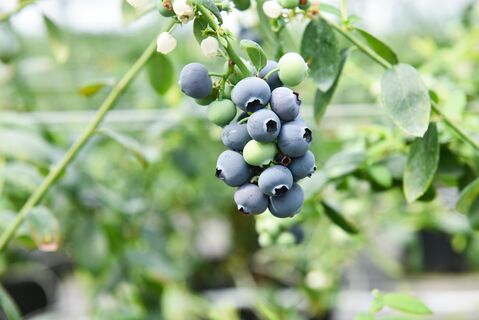 Голубике в апреле – обязательно: 1 ложка под куст – и ягод видимо-невидимо, как в Карелии