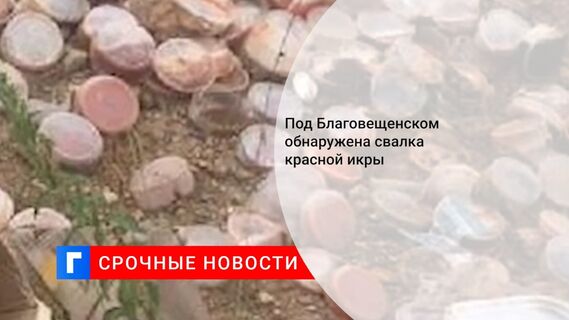 Под Благовещенском обнаружена свалка красной икры 
