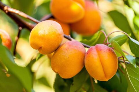 Этот сорт абрикоса выживает и в морозы: северяне ликуют – с дерева по 65 кг вкуснейших плодов каждый сезон