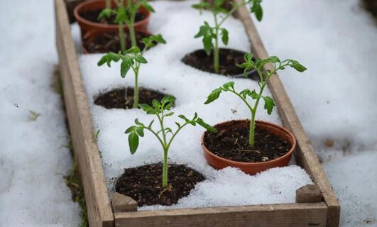 Посев рассады на снег: За и против от опытных дачников