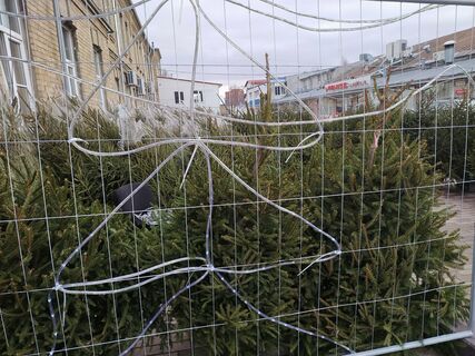 Чтобы пахла лесом, а не проблемами: где в Петербурге легально купить ёлку и как её выбрать