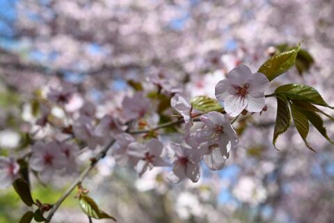 Пять процентов цветков и десятки людей: как в Петербурге встречают цветение сакуры
