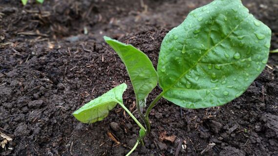 Осталось 4 дня: когда и как сеять баклажаны в марте 2026 года: Лунный календарь, правила, советы эксперта 