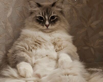 3 самые ленивые породы кошек: им нужен только диван и колени хозяина – ноль разрушений, максимум идиллии