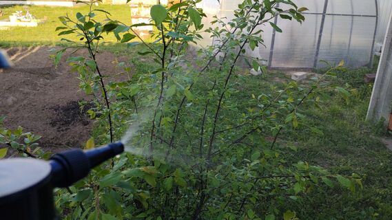 От монилиоза в апреле-мае - обязательно: 2 таблетки в воду - и сад защищен на весь сезон 
