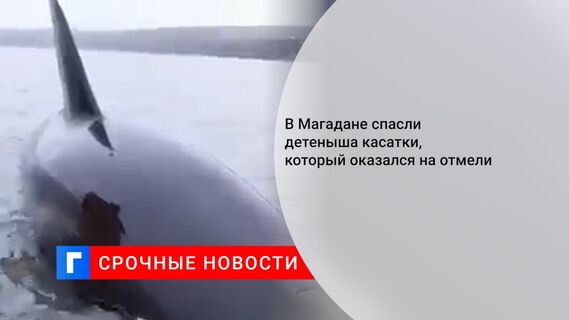 В Магадане спасли детеныша касатки, который оказался на отмели