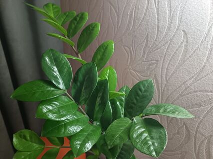 Нет новых листьев и еще 2 признака, что замиокулькасу нужен переезд: выбираем горшок для бурного роста