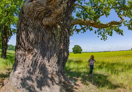 Топ-5 вековых деревьев Петербурга: видели и Петра, и революцию, и блокаду — где посмотреть ботаническое чудо